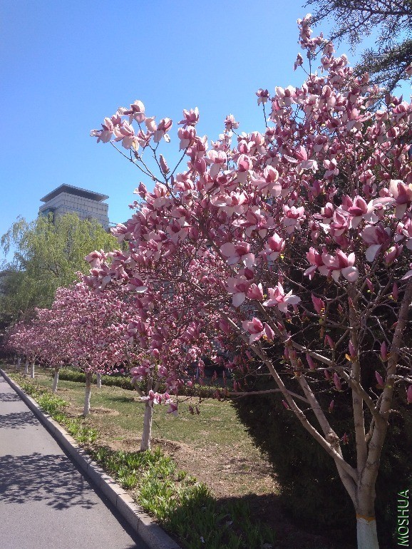 IMG_20200403_123615.jpg