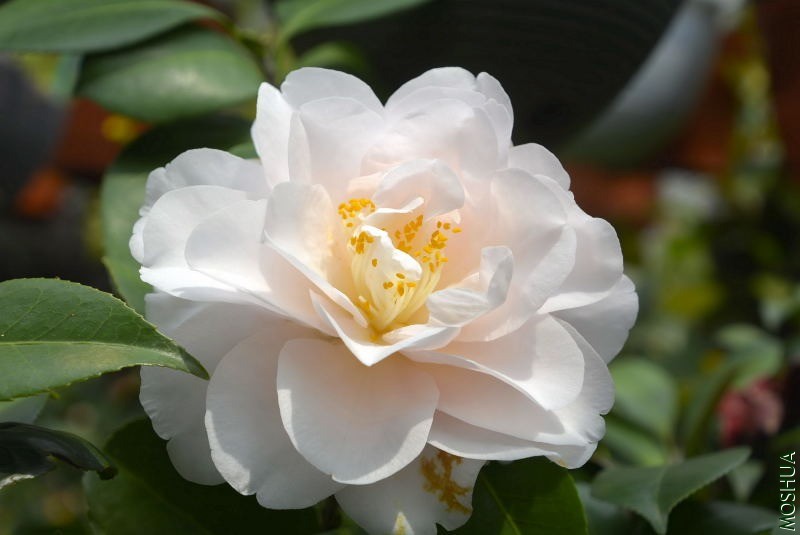 _DSC45500045.JPG