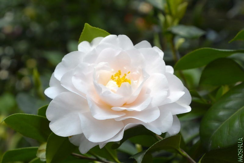 _DSC45880083.JPG