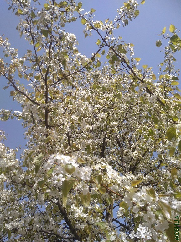 IMG_20200404_133609_1.jpg
