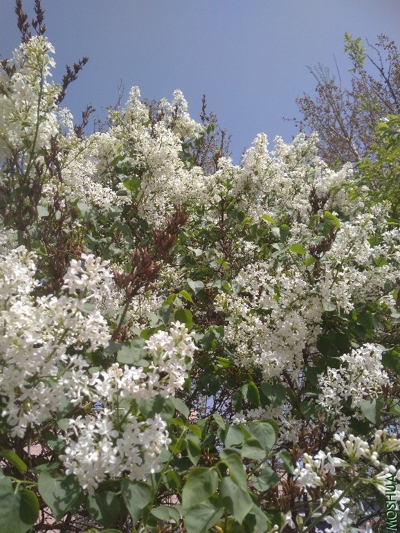 IMG_20200404_133457.jpg