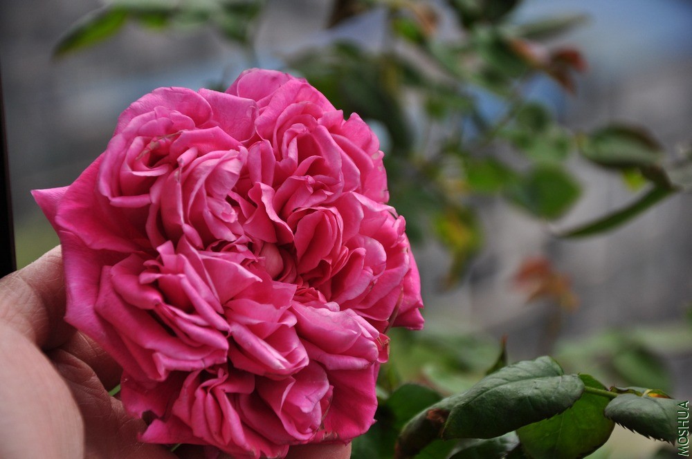 СͼDSC_6085.jpg