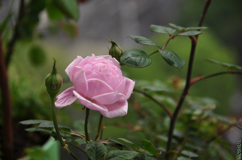 СͼDSC_6087.jpg