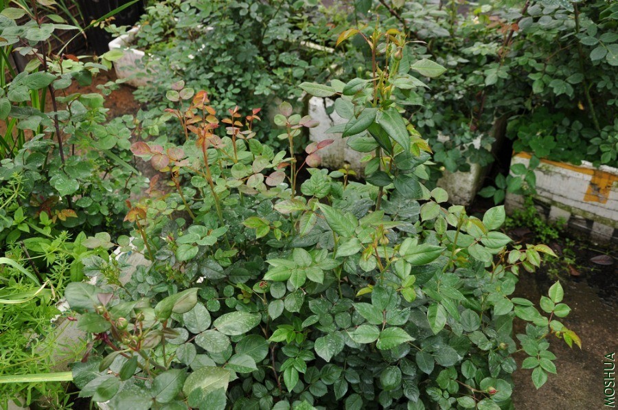 СͼDSC_6096.jpg