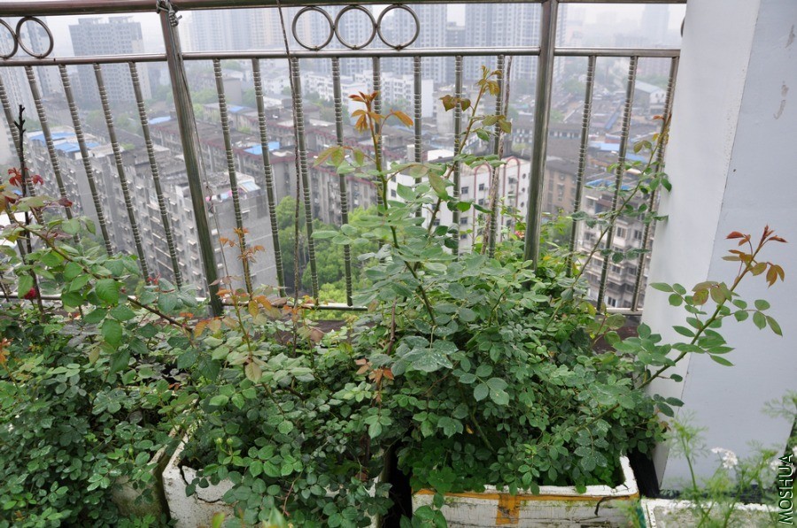 СͼDSC_6098.jpg