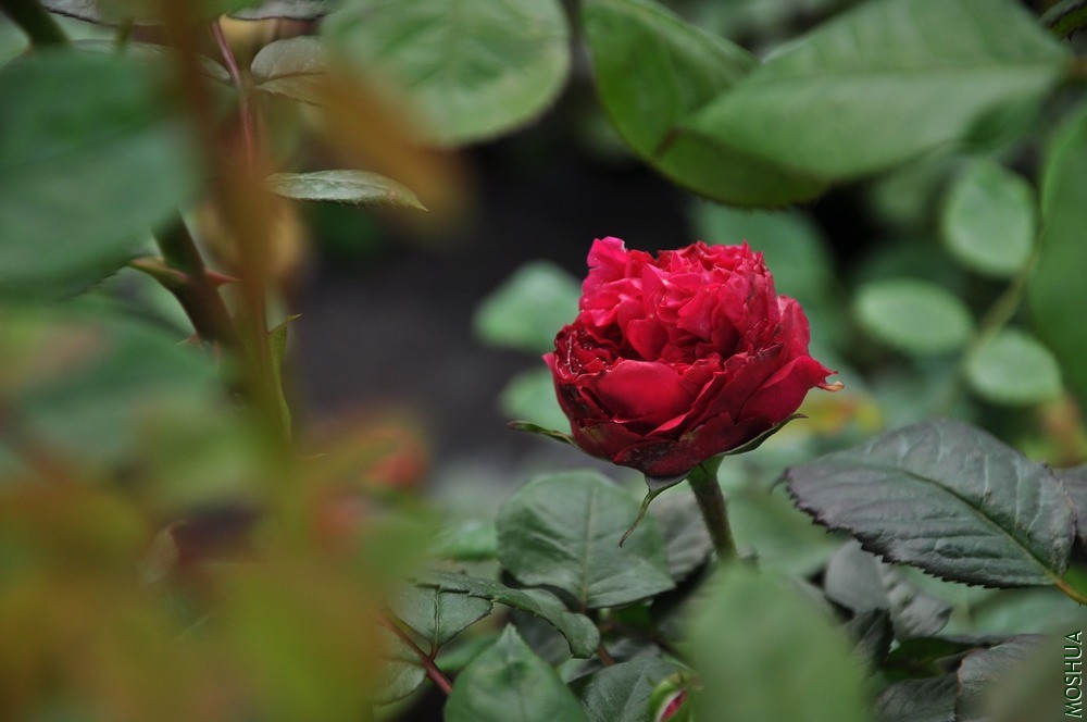 СͼDSC_6112.jpg