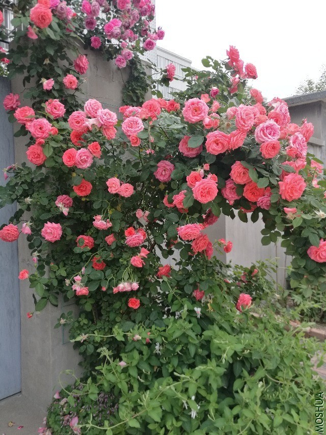������