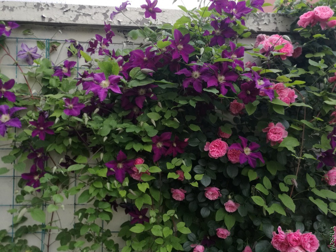 IMG_20190516_061820.jpg