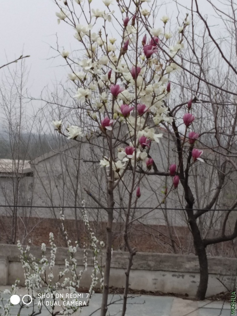 IMG_20200321_131859.jpg