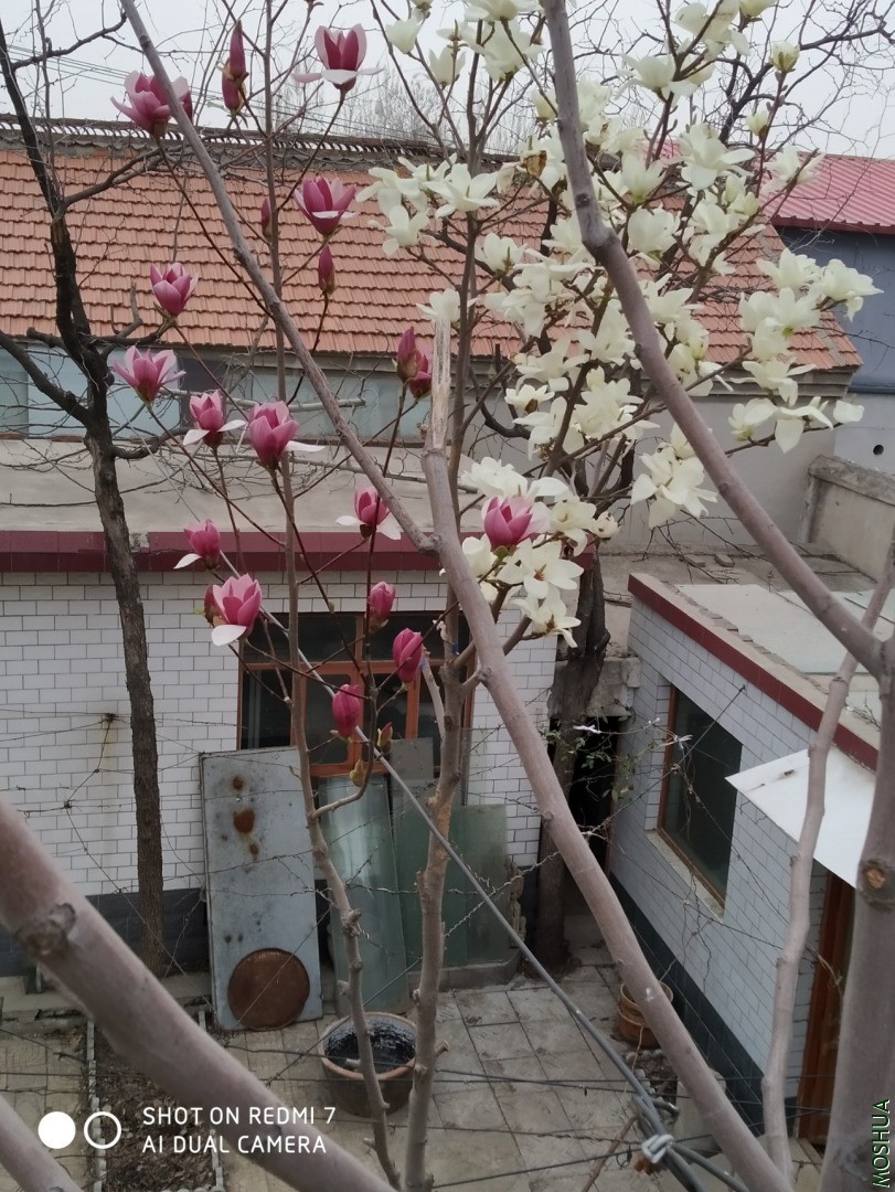 IMG_20200321_131535.jpg