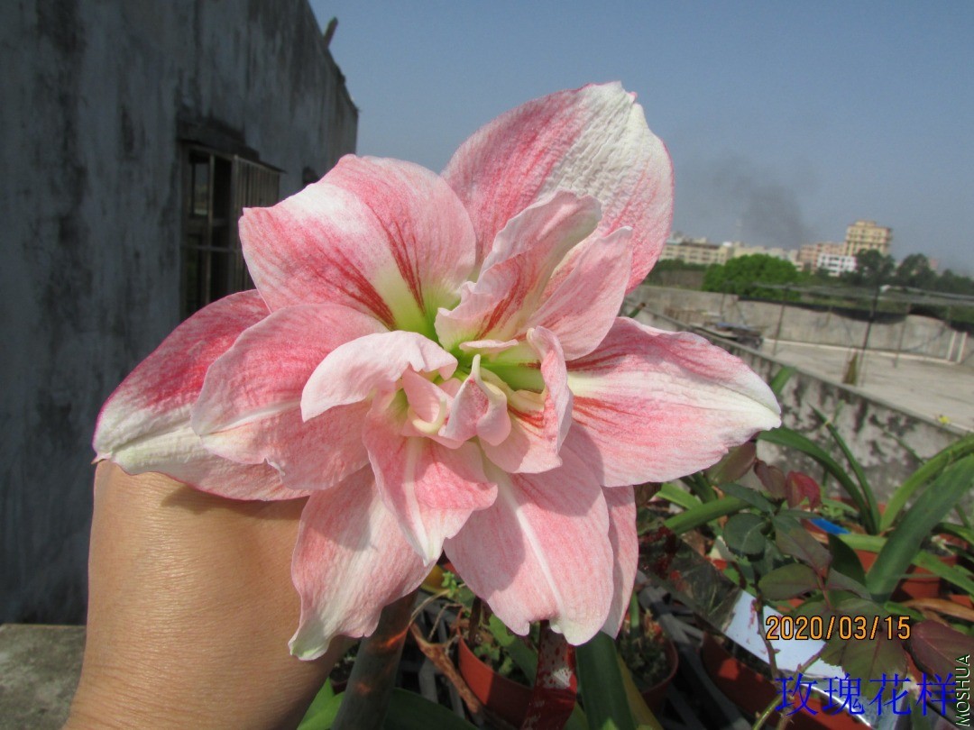 IMG_7958.JPG