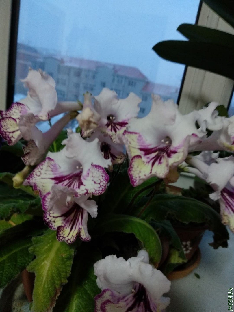 ΢��ͼƬ_20200407054010.jpg