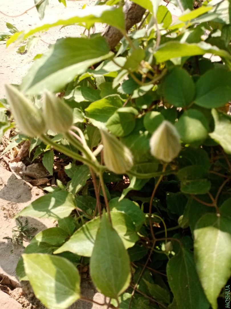 ΢��ͼƬ_20200408144739.jpg