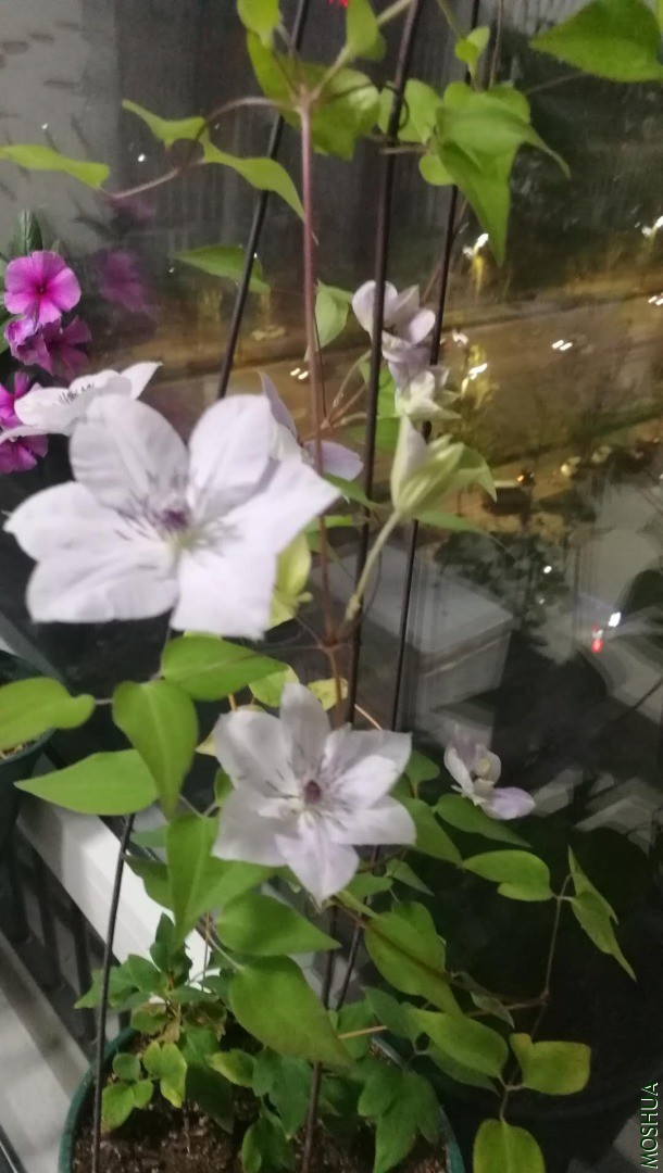΢��ͼƬ_20200408211650.jpg