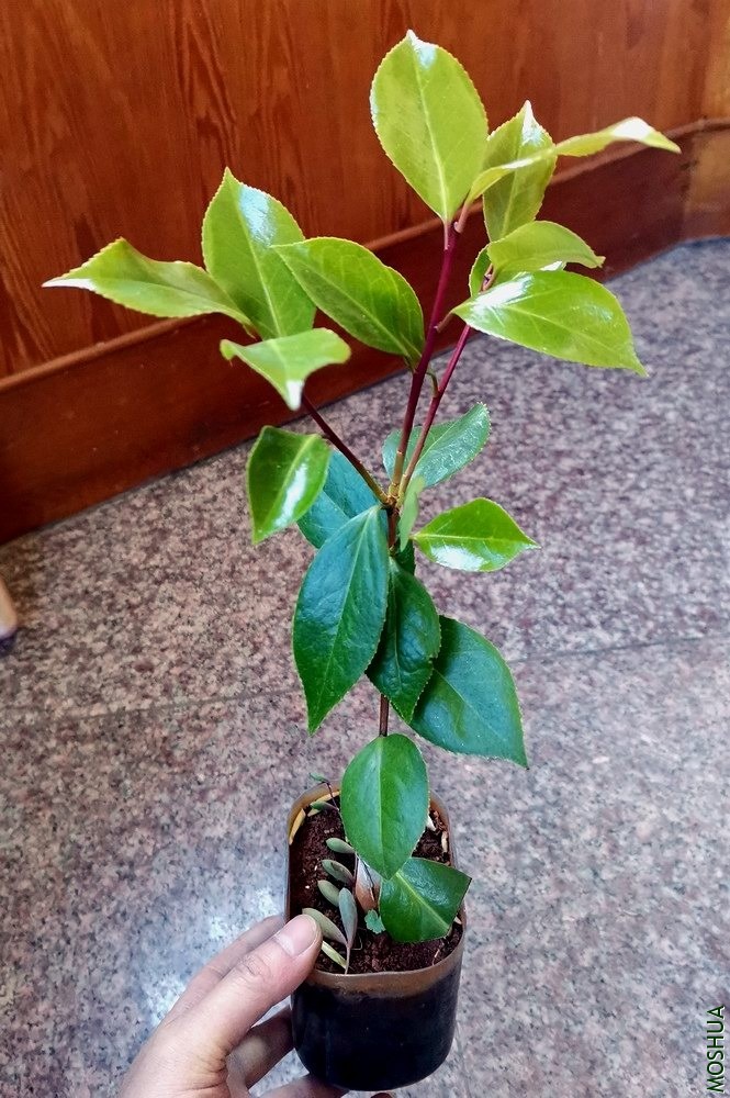 ���� (9).jpg