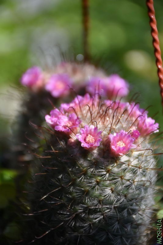 DSC_04070407.JPG