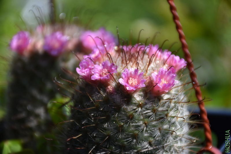 DSC_03900390.JPG