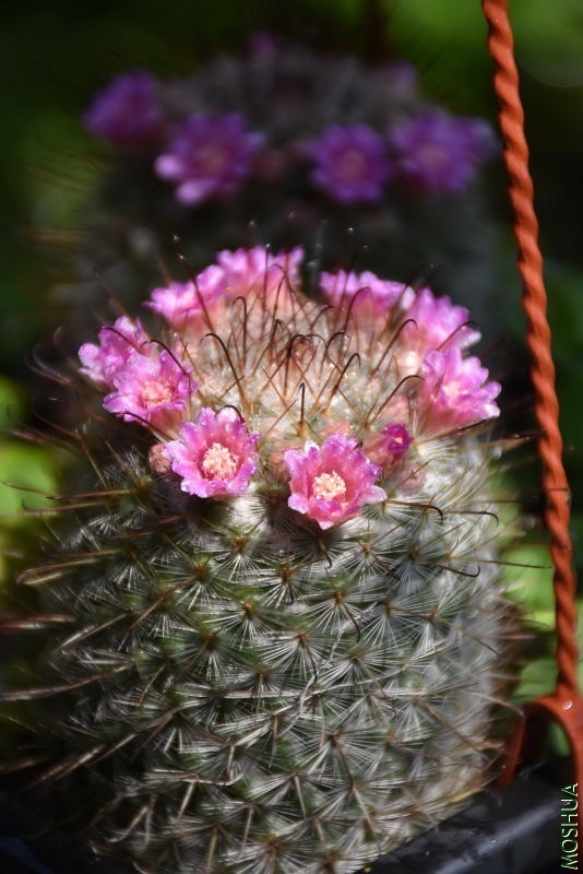 DSC_04170417.JPG