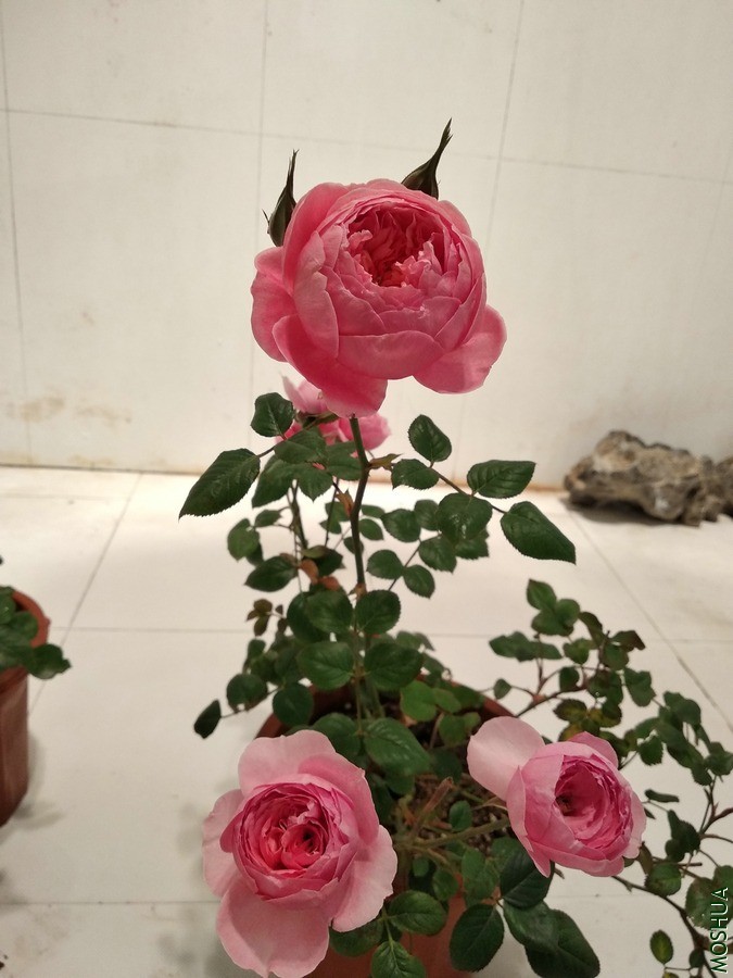 СͼIMG_20200416_193502.jpg