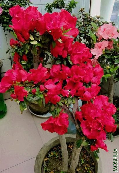 IMG_20200302_131559.jpg