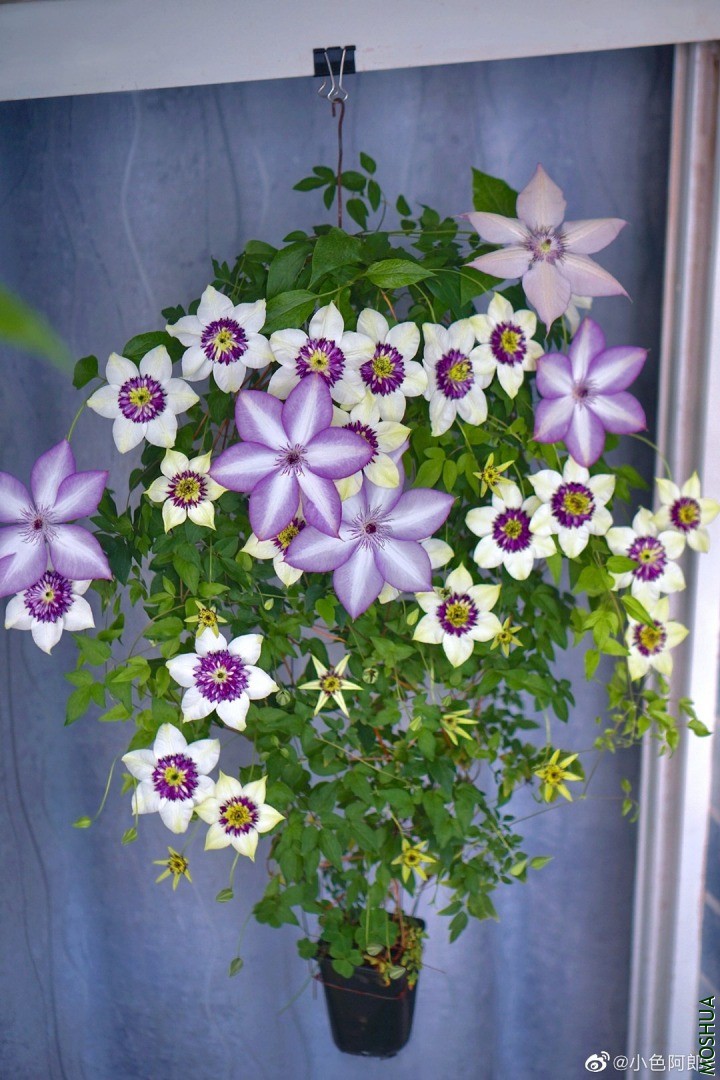img-85b1d0a0c445aa29dbbcb82cc19a08f0.jpg