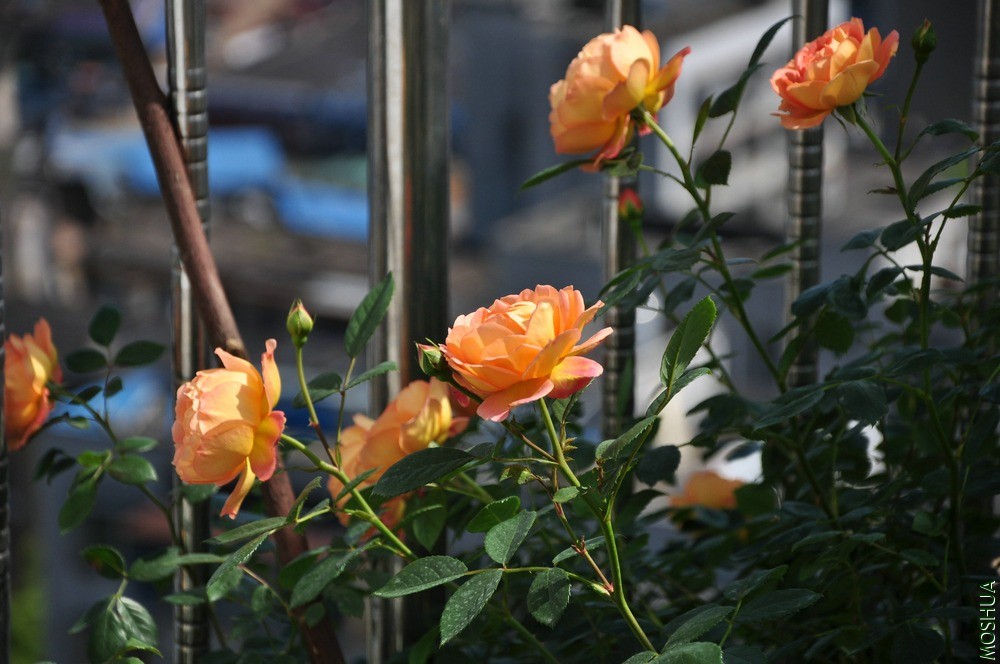 DSC_6266.jpg