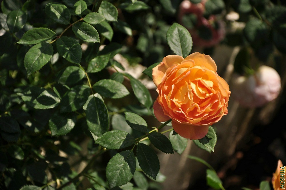 DSC_6274.jpg