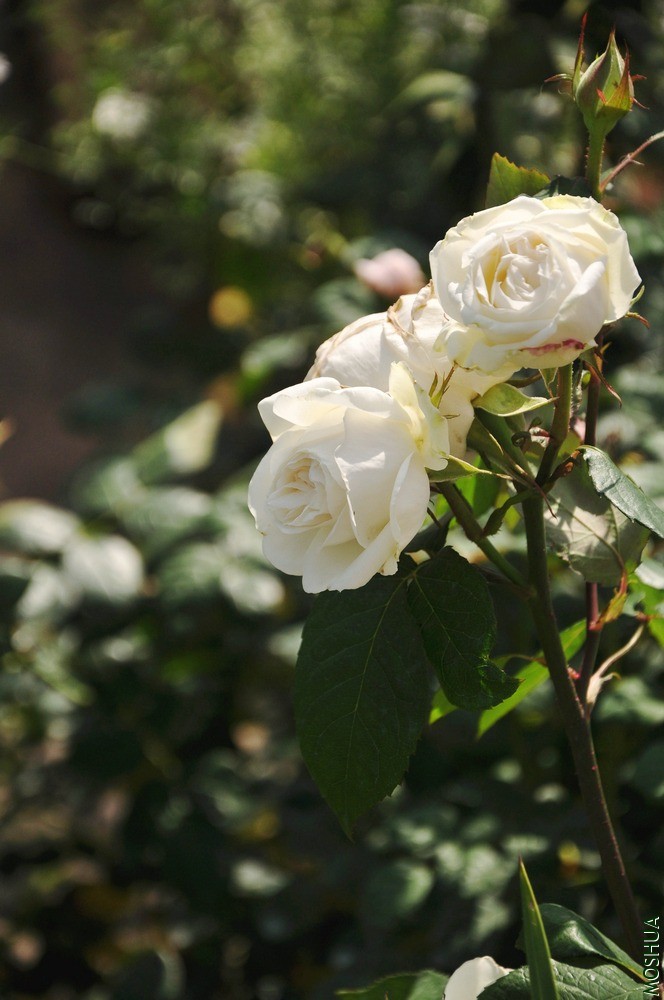 DSC_6279.jpg