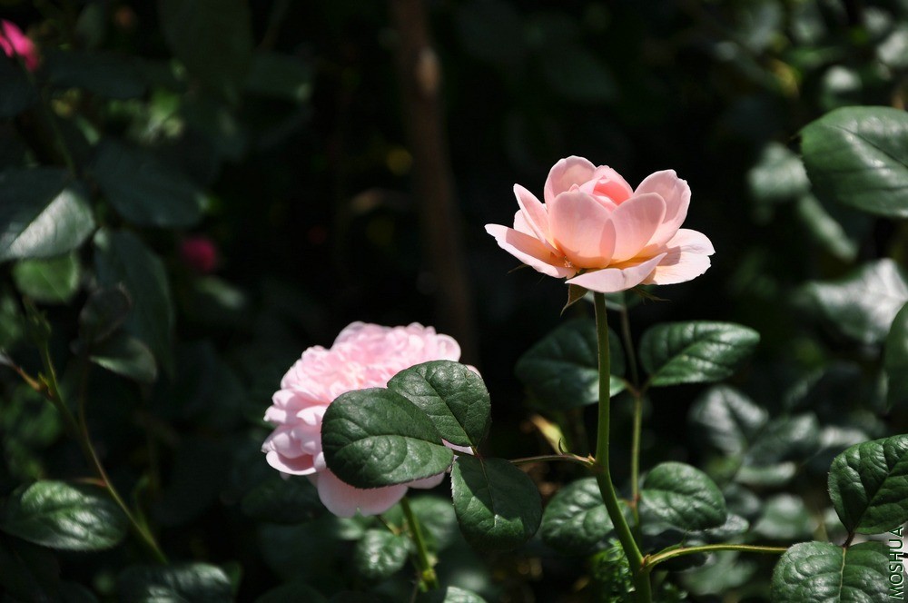 DSC_6285.jpg