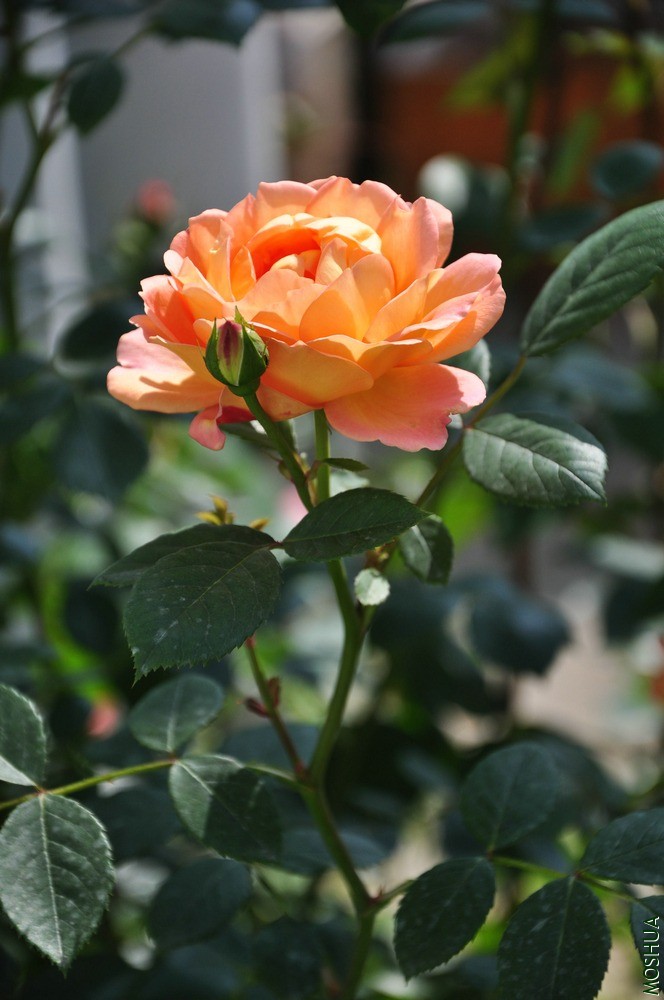 DSC_6301.jpg