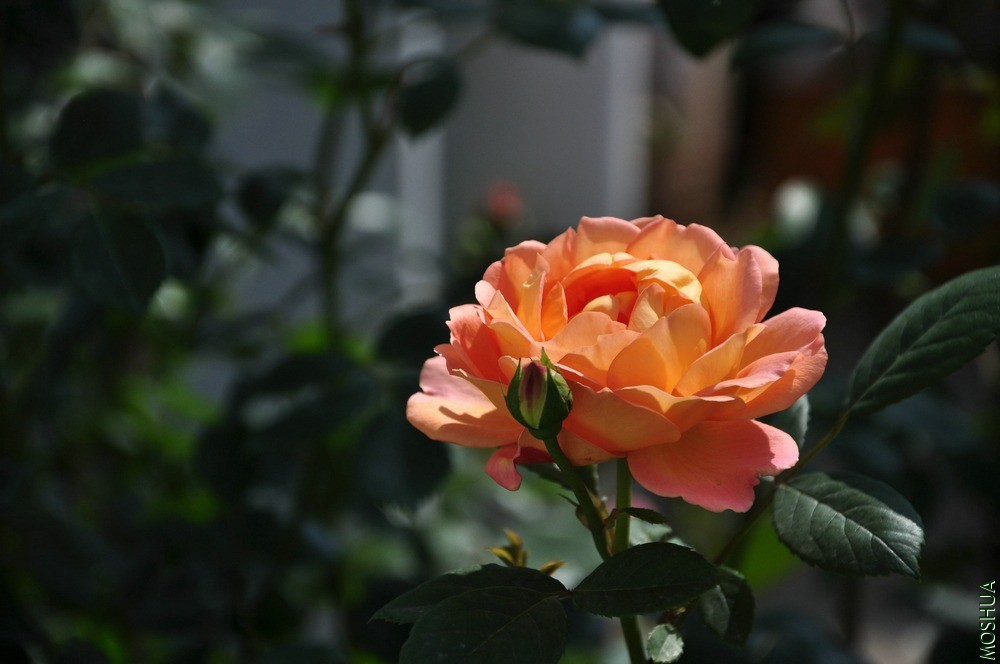 DSC_6300.jpg