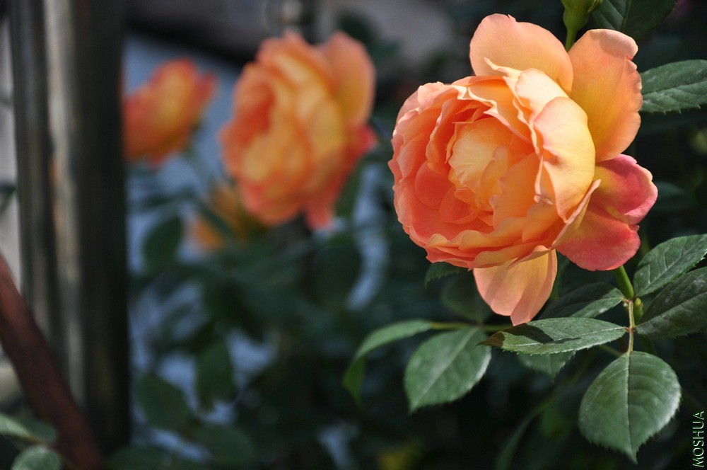DSC_6304.jpg