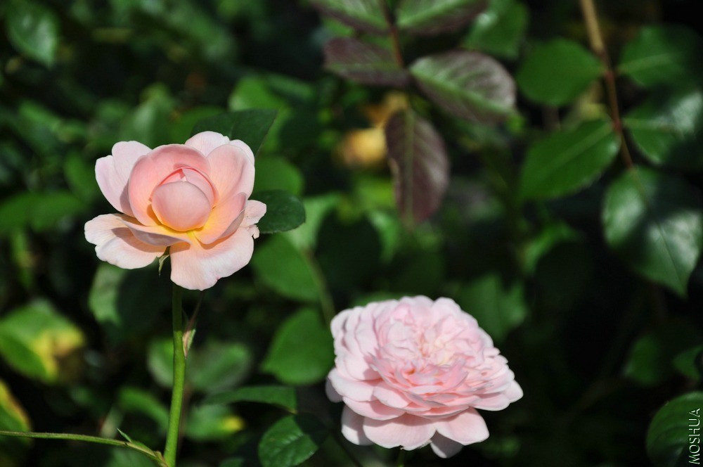 DSC_6315.jpg