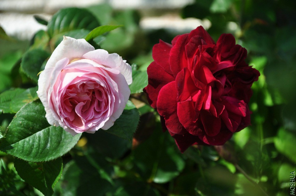 DSC_6330.jpg