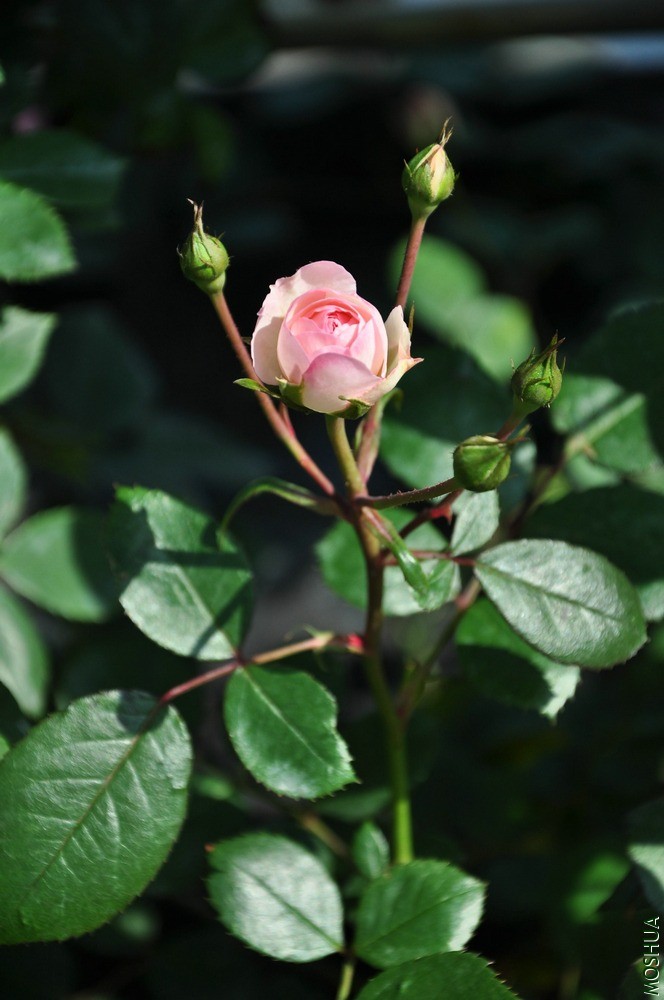 DSC_6335.jpg
