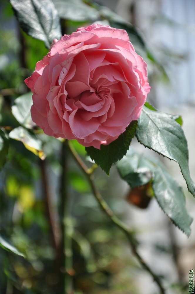 DSC_6364.jpg