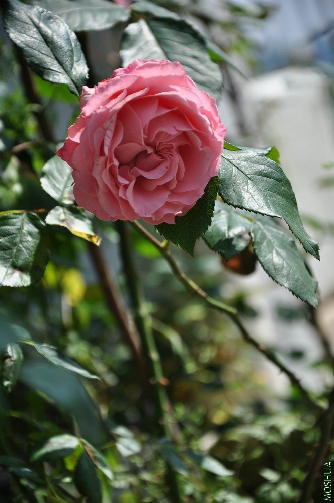 DSC_6365.jpg