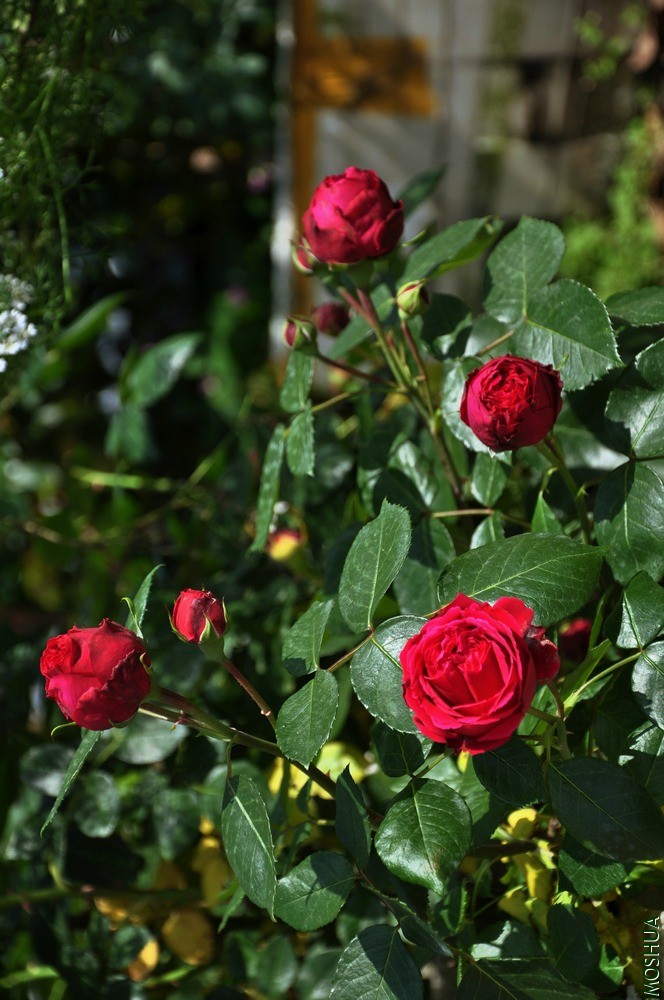 DSC_6384.jpg