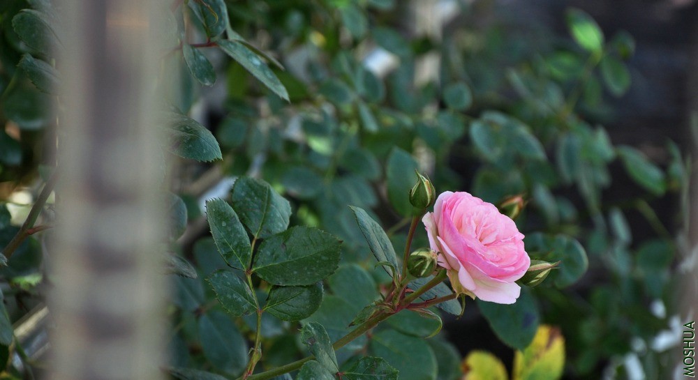 DSC_6404.jpg