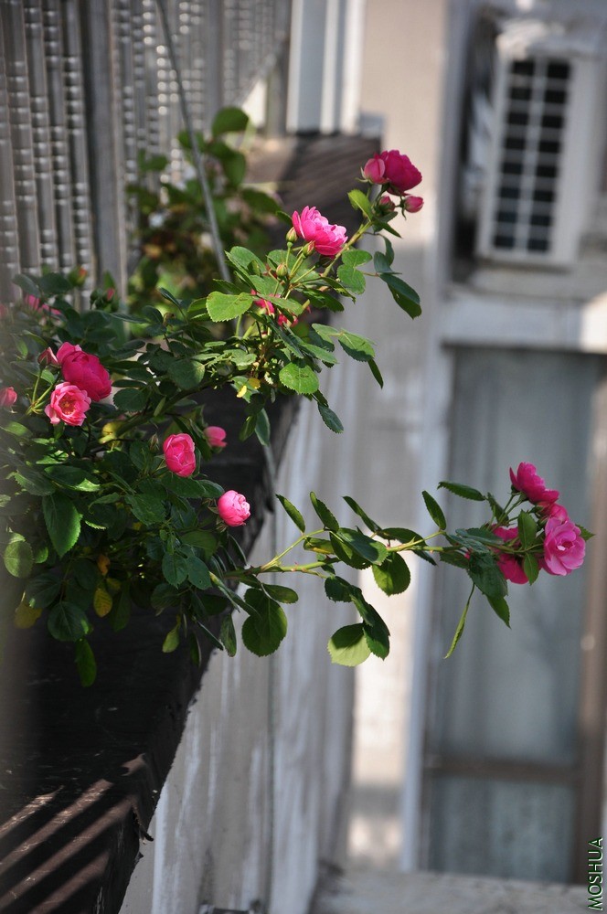 DSC_6409.jpg