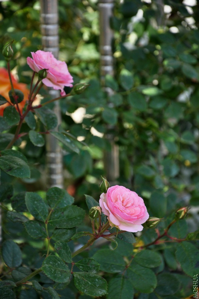 DSC_6414.jpg