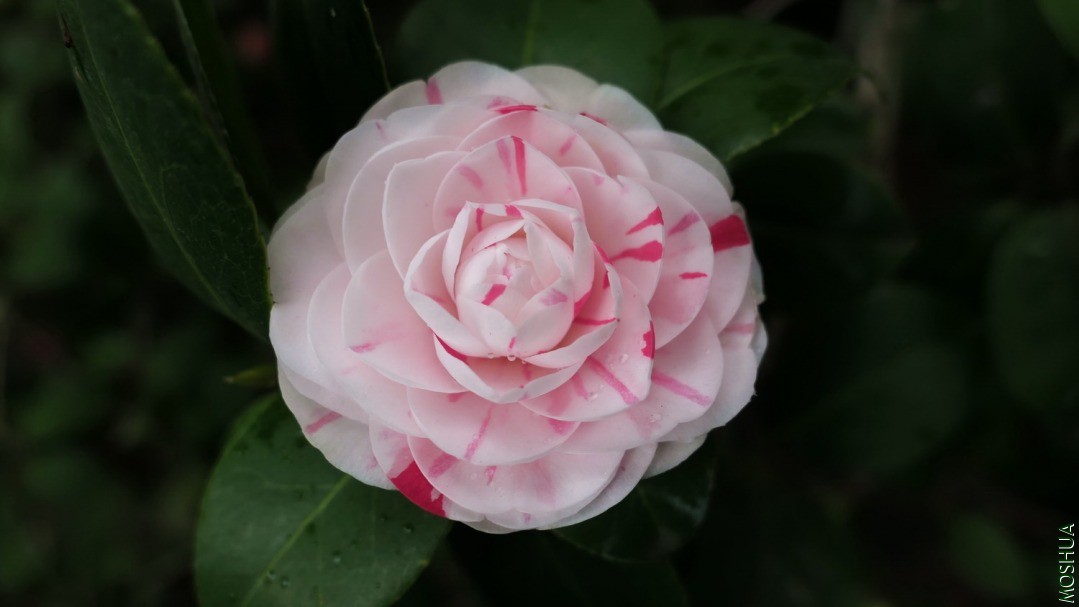 P2550173ʮ��ѧʿ.jpg