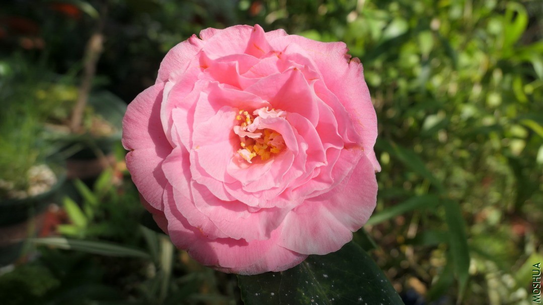 P2550425ʹ����β��.jpg