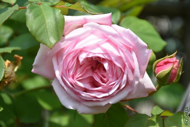 DSC_00060006.JPG
