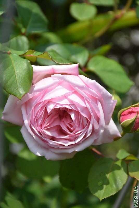 DSC_00030003.JPG