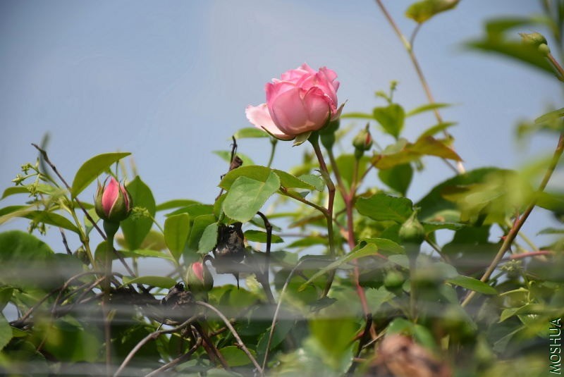 DSC_00180018.JPG