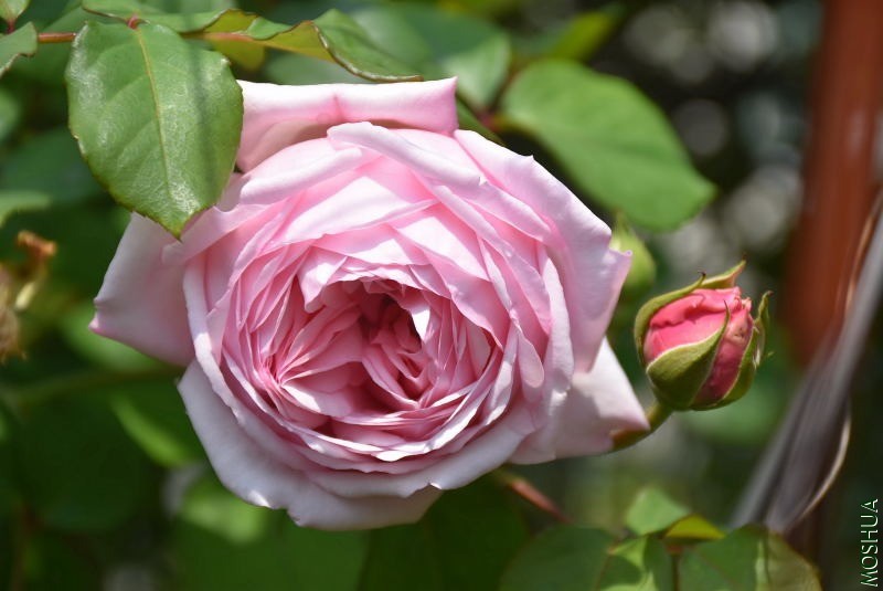DSC_00050005.JPG