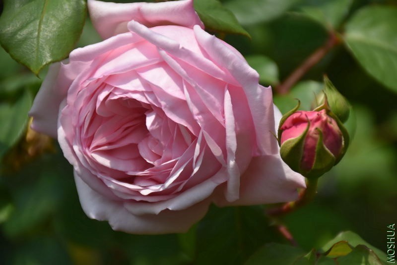 DSC_00270027.JPG