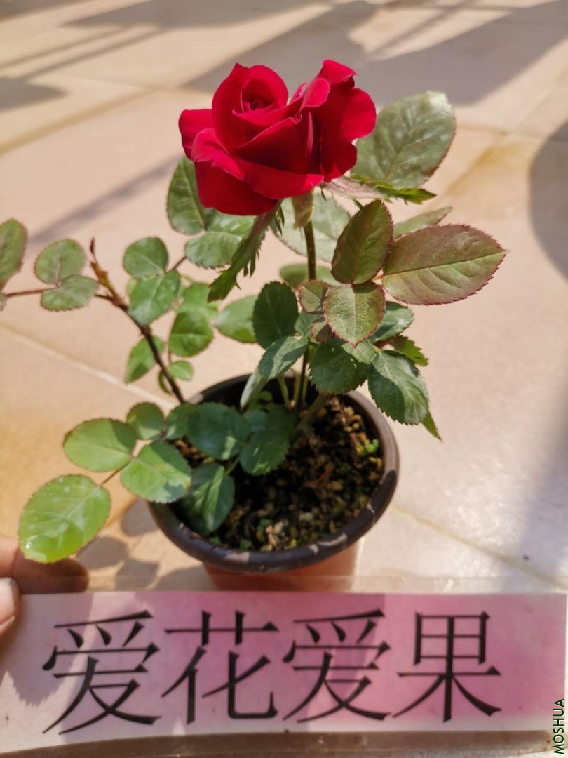 ΢��ͼƬ_20200421161851.jpg