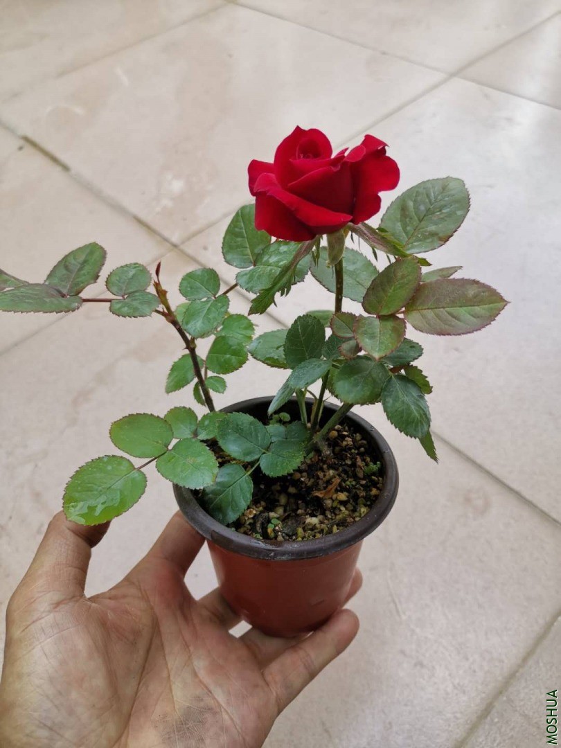 ΢��ͼƬ_20200421161854.jpg